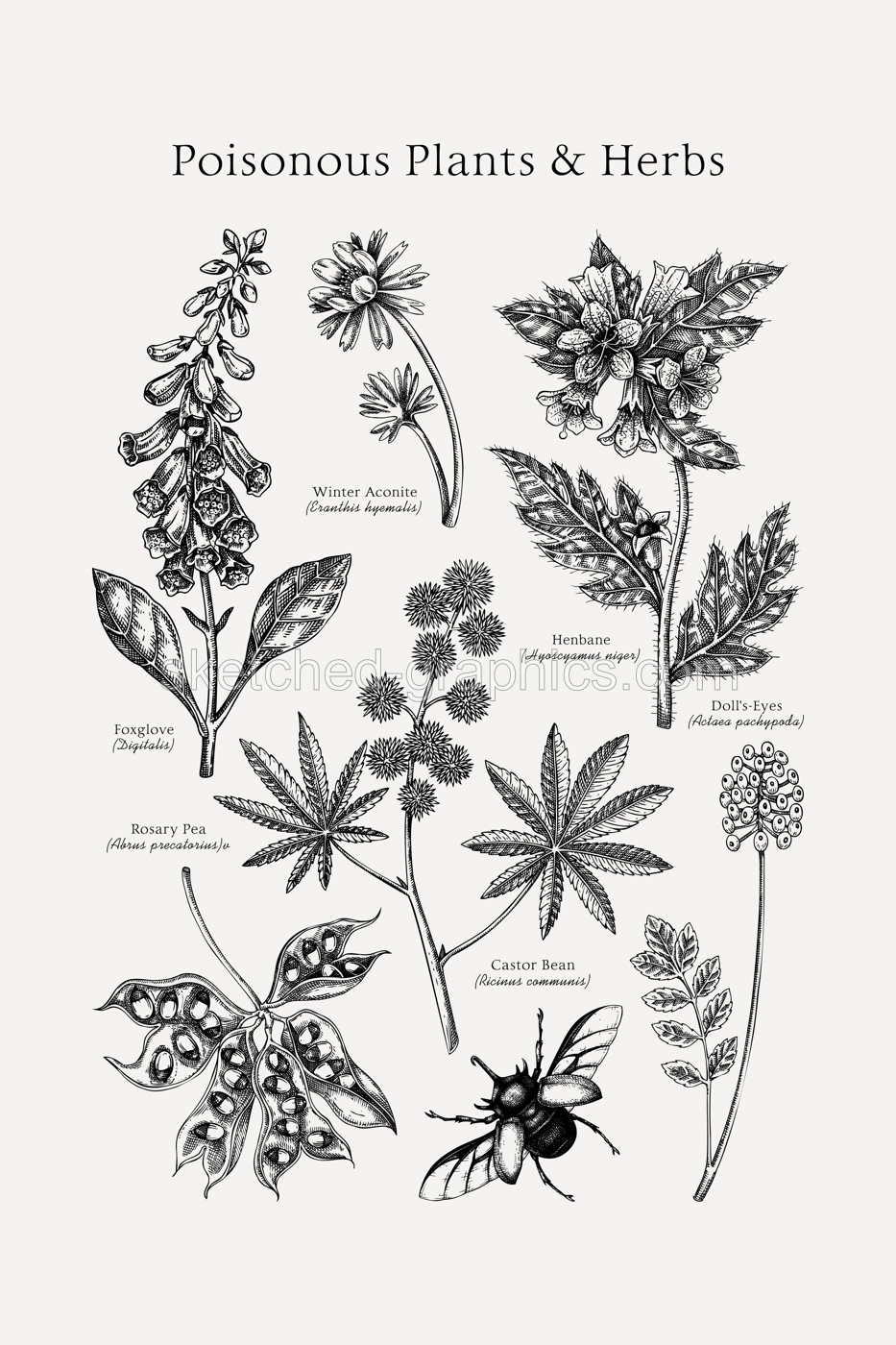 Poisonous plants poster design template. Botanical print. Witch herbs sketches collection. Vintage wall art. Hand drawn vector illustration. NOT AI generated Illustration